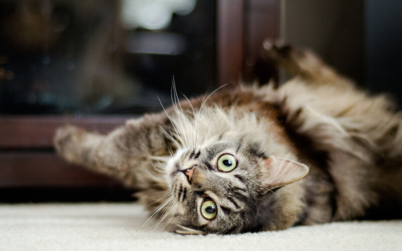 Long-haired Tabby Cat — Gray, Relaxed