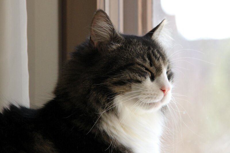 Long-haired Tabby Cat — Gray, Serene, Morning
