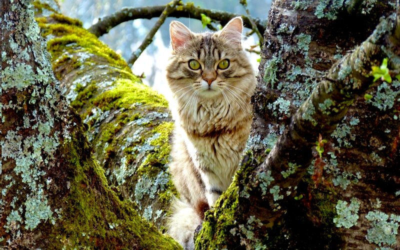 Long-haired Tabby Cat — Green, Alert, Spring