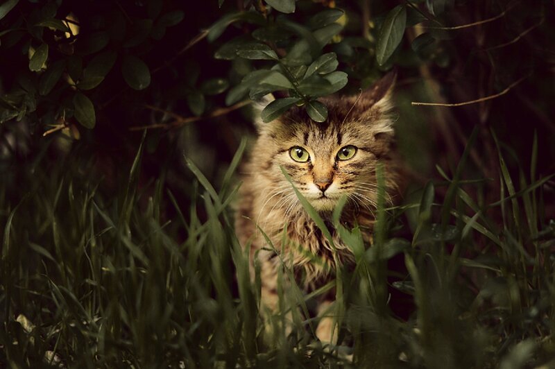 Long-haired Tabby Cat — Green, Alert