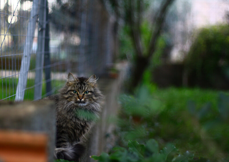 Long-haired Tabby Cat — Green, Calm, Afternoon, Photograph, Fence