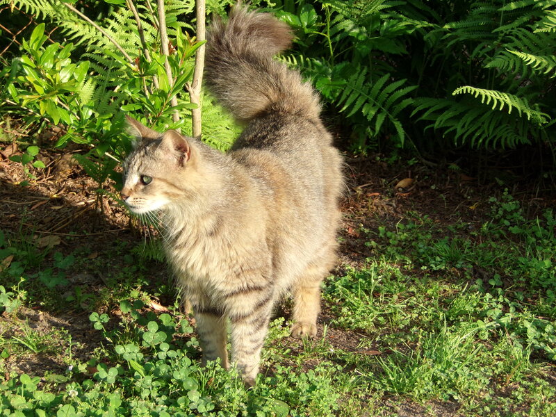 Long-haired Tabby Cat — Green, Calm, Afternoon, Photograph, Ferns
