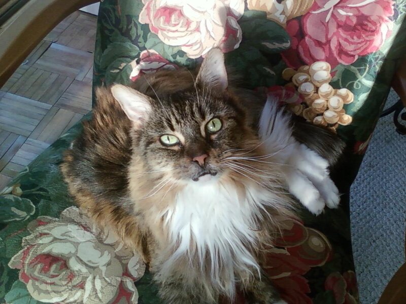 Long-haired Tabby Cat — Green, Calm, Afternoon, Photograph, Flower Pattern