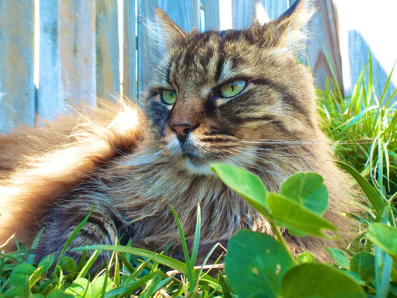 Long-haired Tabby Cat — Green, Calm, Afternoon, Photograph, Grass, Fence, Clover