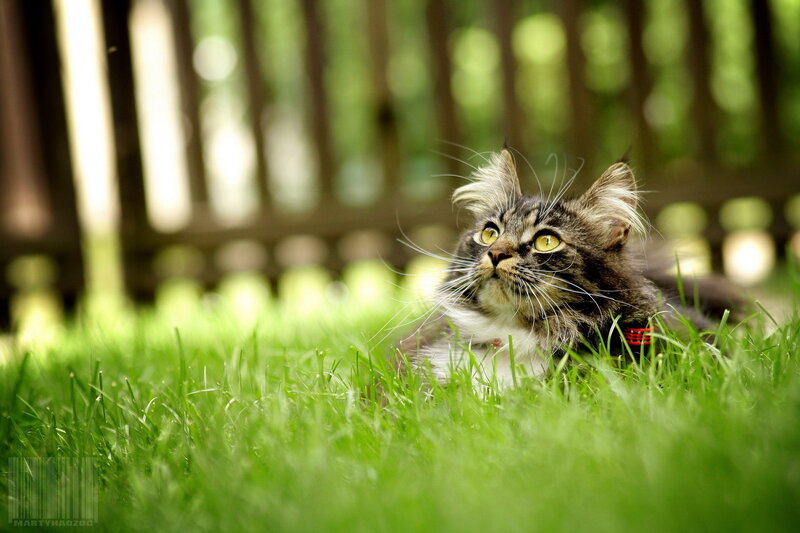 Long-haired Tabby Cat — Green, Calm, Afternoon, Photograph, Grass, Fence