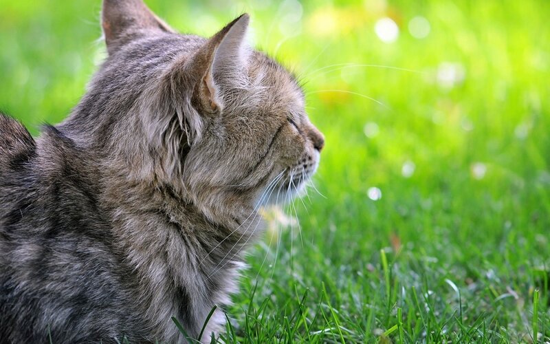 Long-haired Tabby Cat — Green, Calm, Afternoon, Photograph, Grass