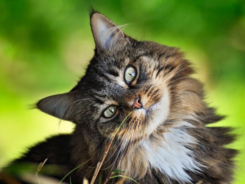 Long-haired Tabby Cat — Green, Calm, Afternoon, Photograph