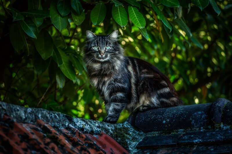 Long-haired Tabby Cat — Green, Calm, Afternoon, Photograph, Tree