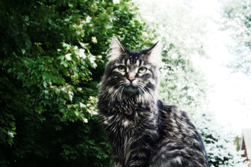 Long-haired Tabby Cat — Green, Calm, Afternoon, Photograph, Trees