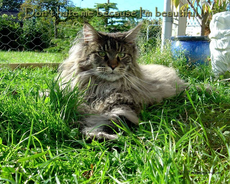 Long-haired Tabby Cat — Green, Calm, Afternoon