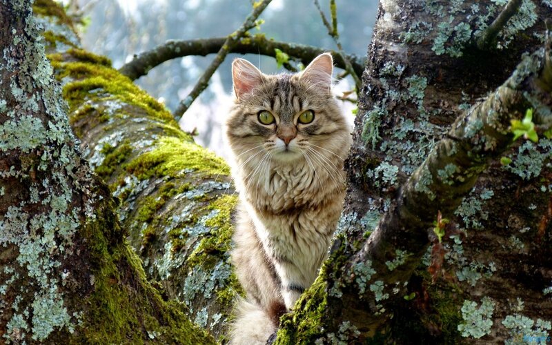 Long-haired Tabby Cat — Green, Calm, Morning, Photograph