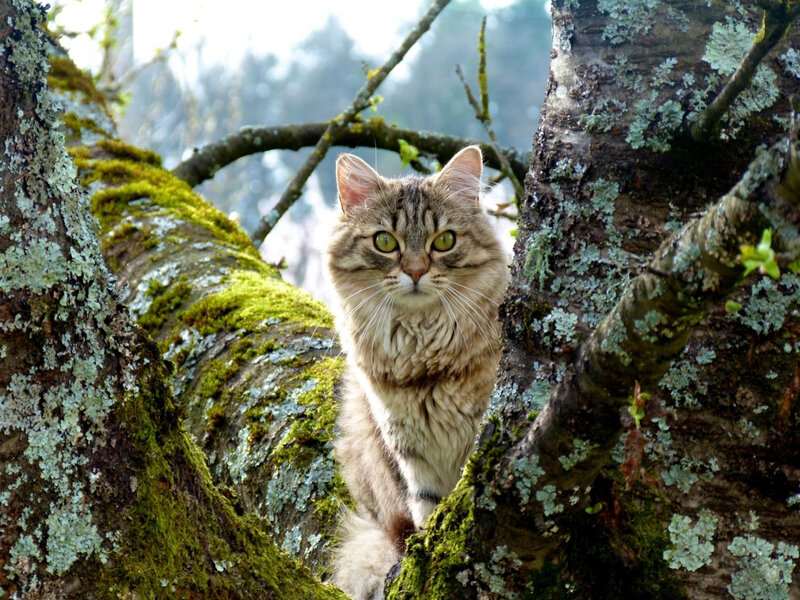 Long-haired Tabby Cat — Green, Calm, Morning, Photograph, Tree
