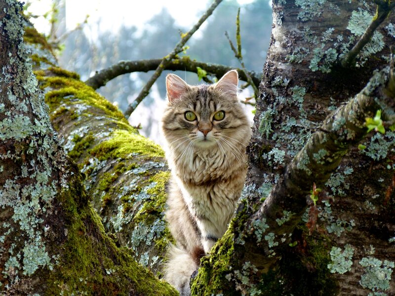 Long-haired Tabby Cat — Green, Calm, Morning