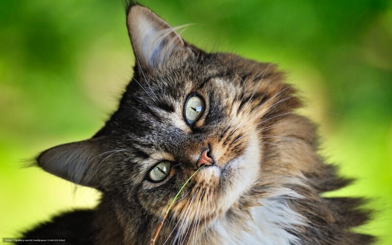 Long-haired Tabby Cat — Green, Calm, Photograph, Grass