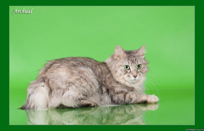 Long-haired Tabby Cat — Green, Calm, Photograph, Green Background