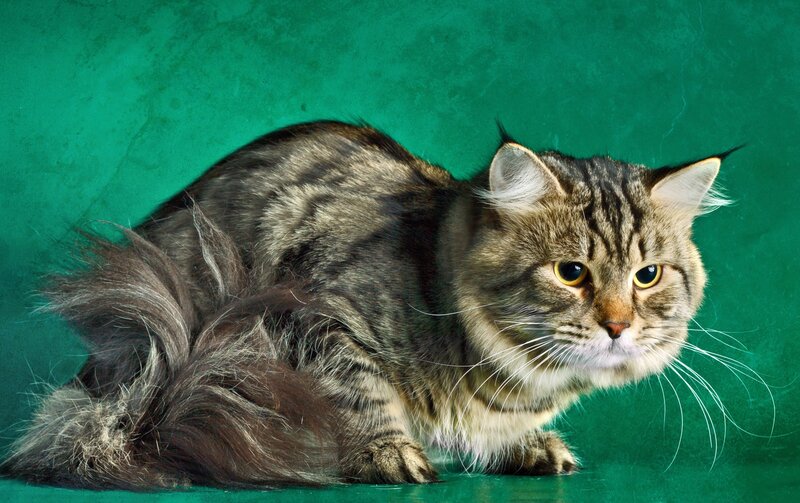 Long-haired Tabby Cat — Green, Calm, Photograph