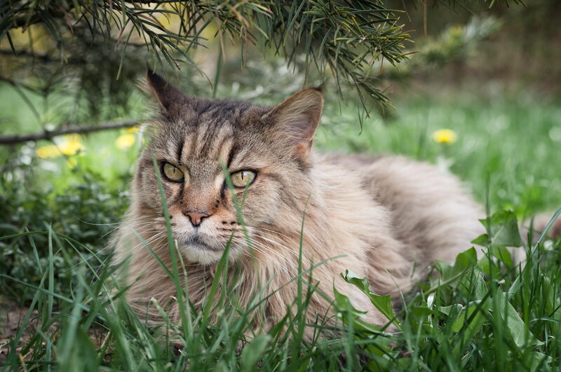 Long-haired Tabby Cat — Green, Calm, Spring