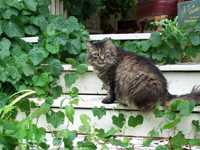 Long-haired Tabby Cat — Green, Calm