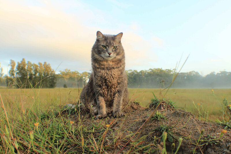 Long-haired Tabby Cat — Green, Serene, Morning