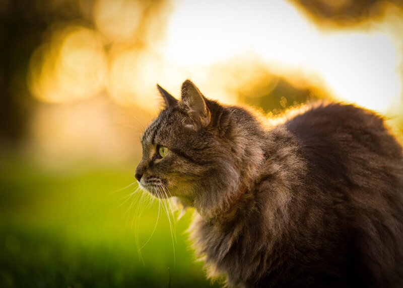 Long-haired Tabby Cat — Green, Serene, Sunset