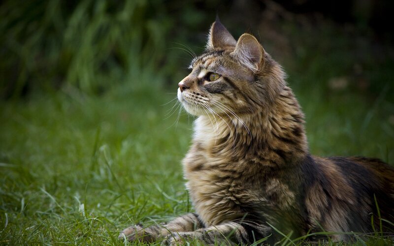 Long-haired Tabby Cat — Green
