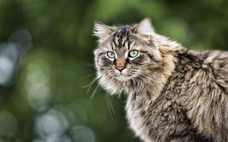 long-haired tabby cat outdoors