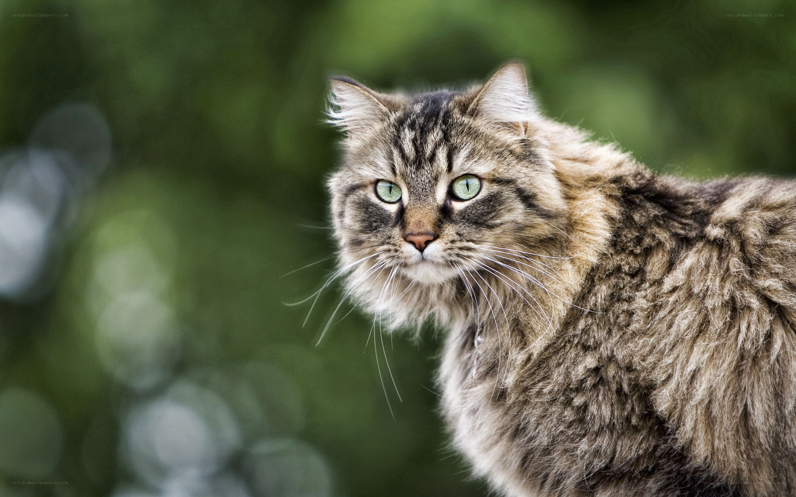 long-haired tabby cat outdoors