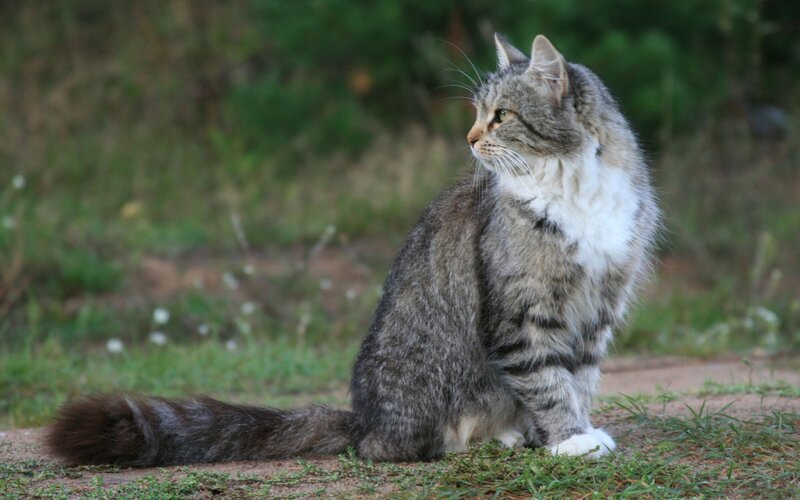 long-haired tabby cat outdoors
