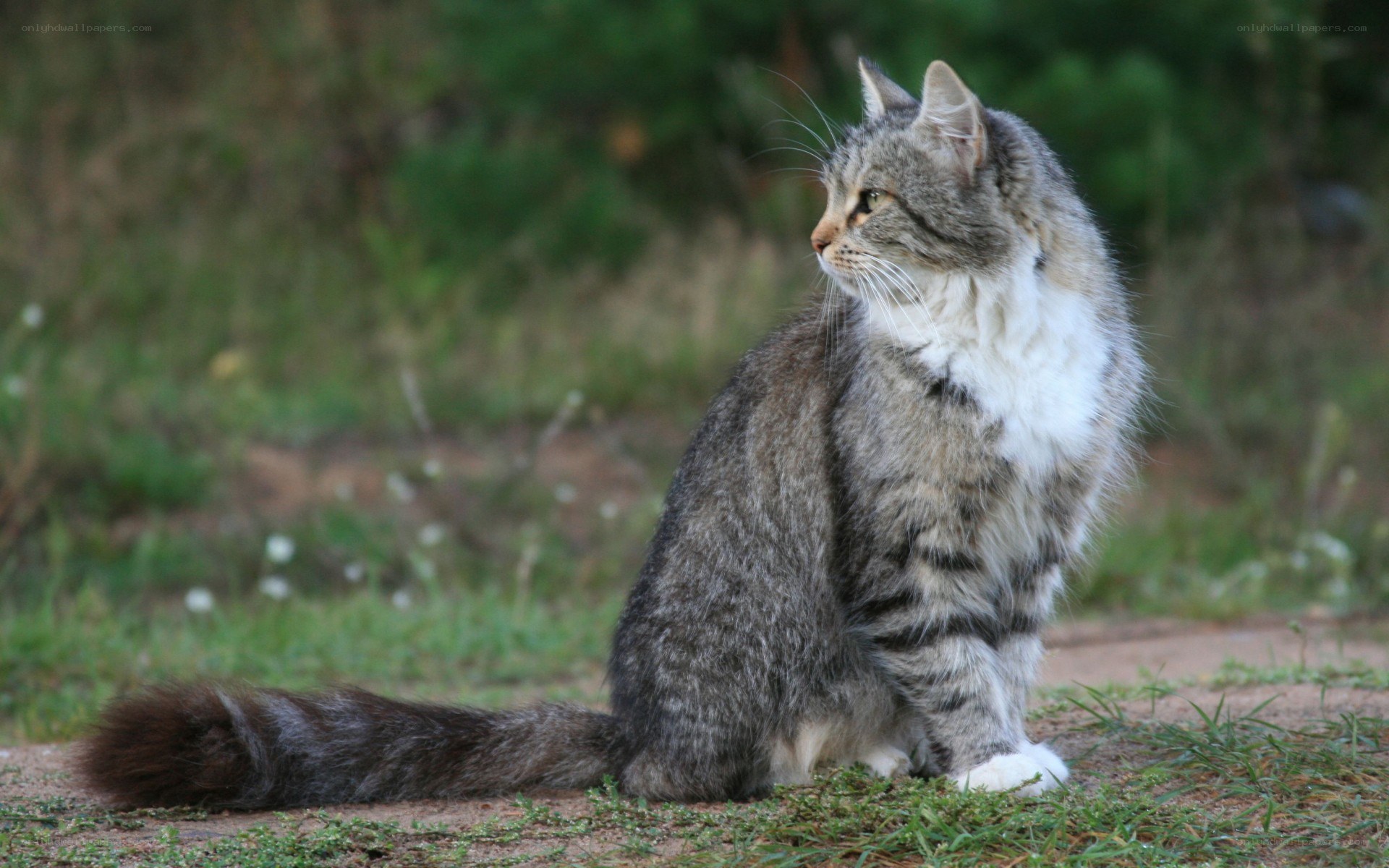 long-haired tabby cat outdoors