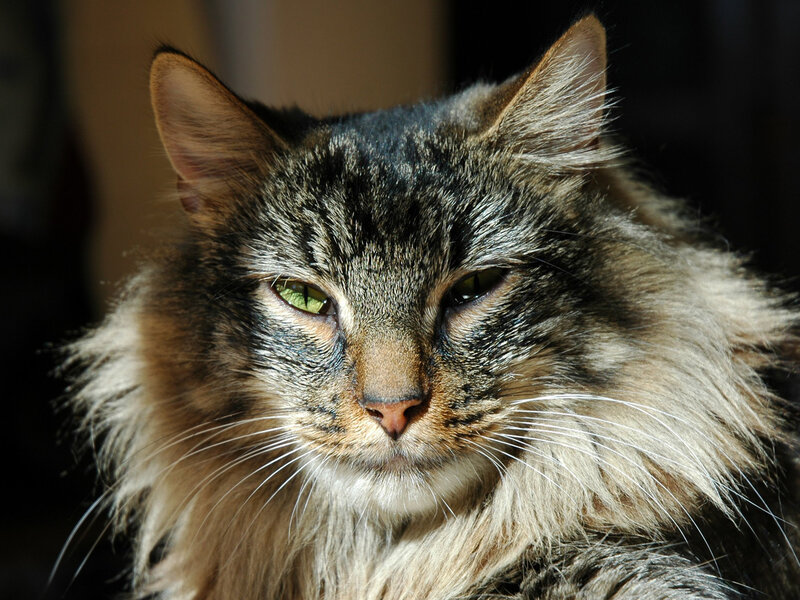 long-haired tabby cat portrait