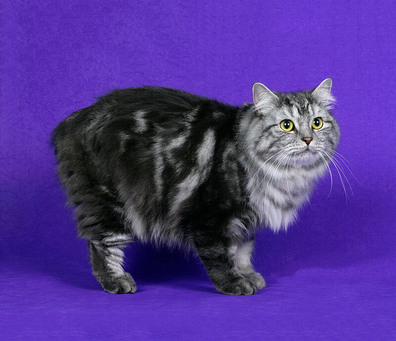 Long-haired Tabby Cat — Purple