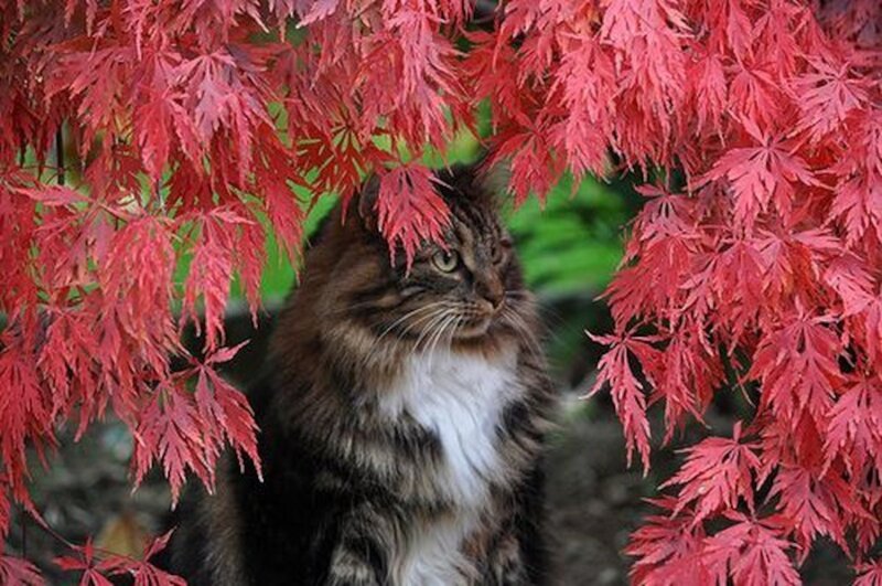 Long-haired Tabby Cat — Red, Calm, Autumn