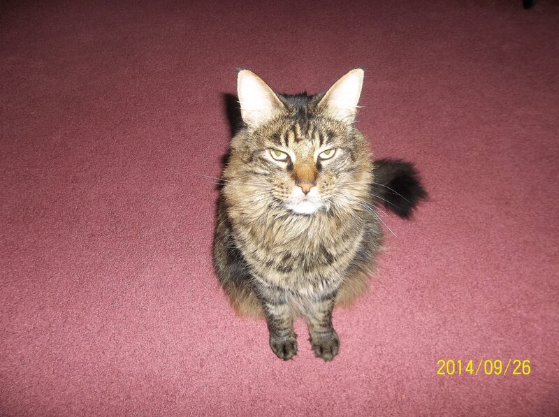 Long-haired Tabby Cat — Red, Calm