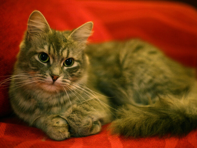 Long-haired Tabby Cat — Red