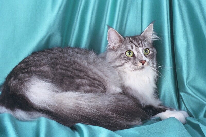 Long-haired Tabby Cat — Teal