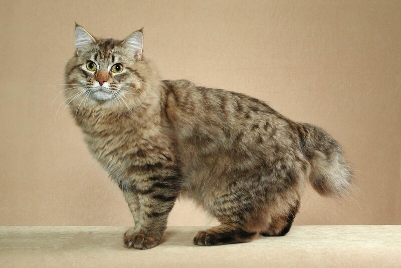 long-haired tabby cat