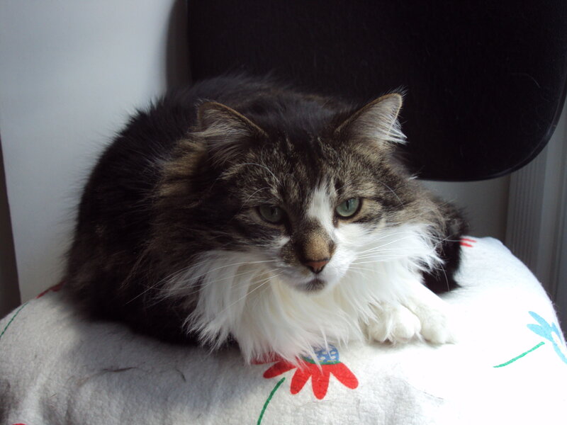 Long-haired Tabby Cat — White, Calm, Afternoon