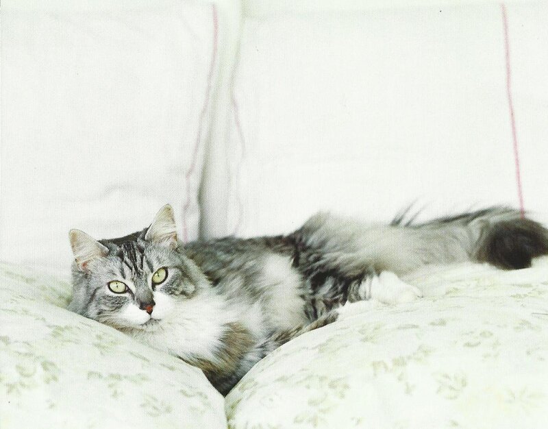 Long-haired Tabby Cat — White, Calm, Photograph, Pillow