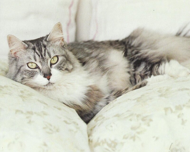 Long-haired Tabby Cat — White, Calm, Photograph