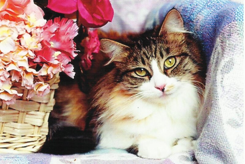 Long-haired Tabby Cat — White, Calm