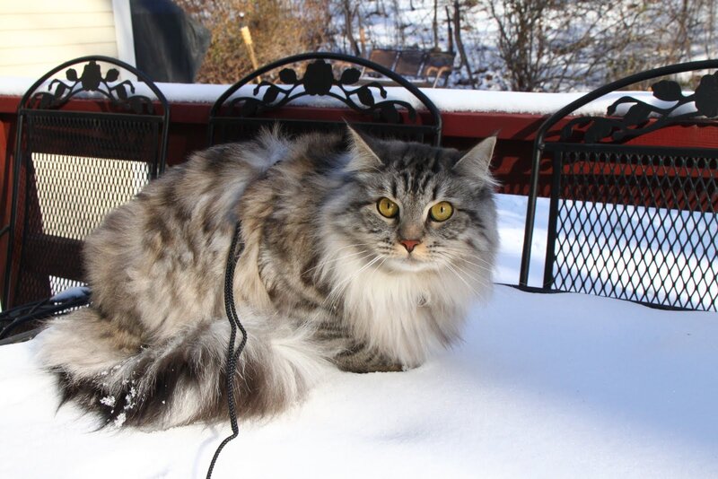 Long-haired Tabby Cat — White