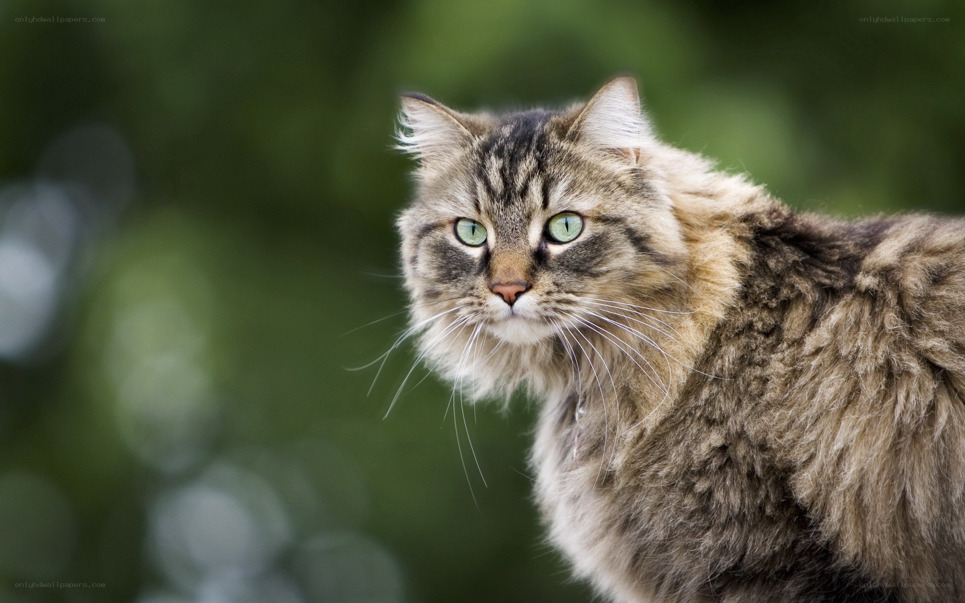 long-haired tabby cat with green eyes