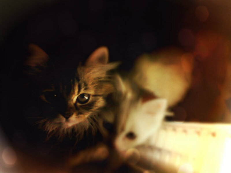 Long-haired Tabby Kitten — Brown, Dark