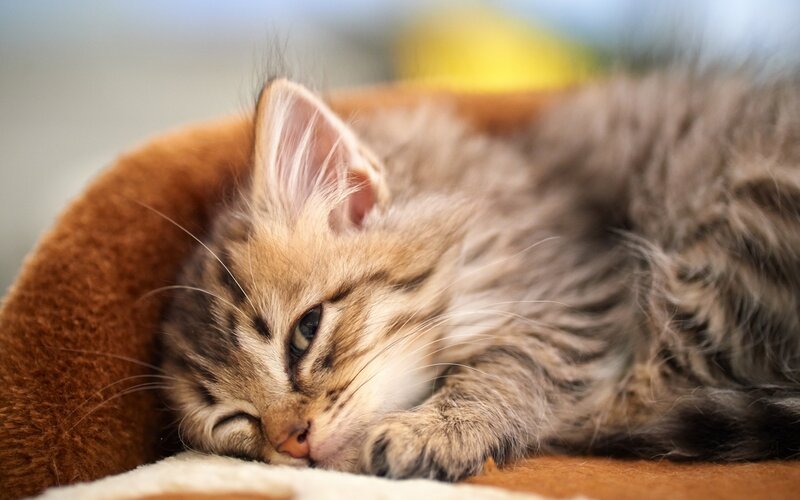 Long-haired Tabby Kitten — Brown