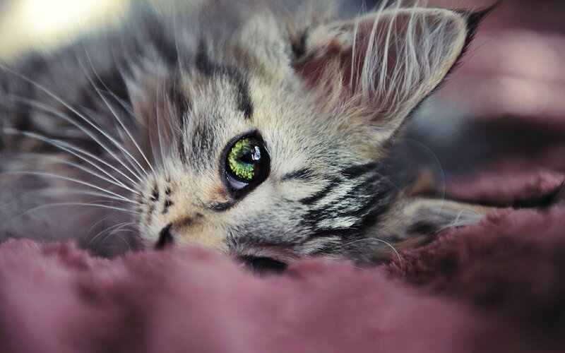 Long-haired Tabby Kitten