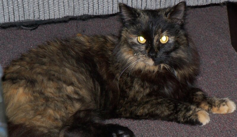 Long-haired Tortoiseshell Cat