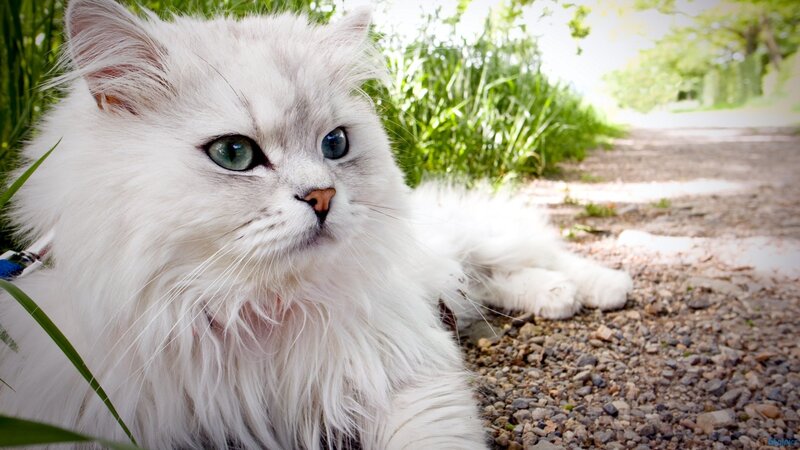 Long-haired White Cat — Calm, Afternoon