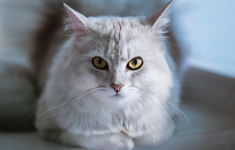 Long-haired White Cat — Calm, Photograph