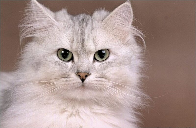 Long-haired White Cat — Calm