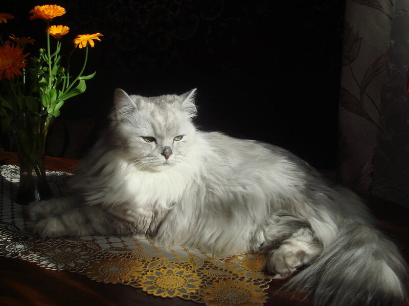 Long-haired White Cat — Dramatic